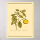 Search for lemon tree posters Citrus fruit