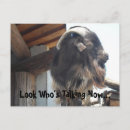 Search for funny goat sayings postcards Humour