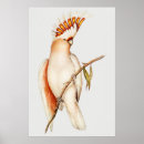 Search for parrot posters Macaw