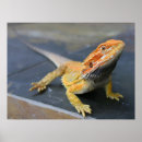 Search for bearded dragon art Dragons