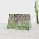 Search for hare birthday cards Cute