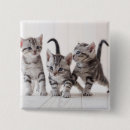 Search for shorthair badges Kitten