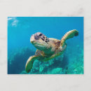 Search for animals of hawaii postcards Ocean