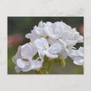 Search for tenerife postcards Canary