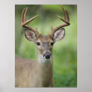 Search for odocoileus art White tailed deer