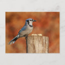 Search for blue jay postcards Ornithology