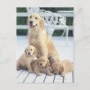 Search for relative quantity postcards Cute