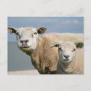 Search for lamb photography Funny