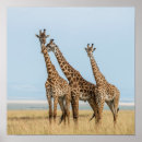 Search for danita delimont posters Wildlife