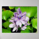 Search for hyacinthe posters Floral