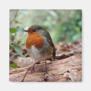 Search for depth of field Wildlife