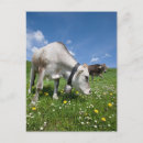 Search for angles postcards Agriculture