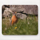Search for american robin electronics Wildlife