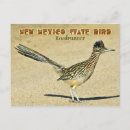 Search for bird roadrunner New mexico