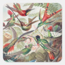 Search for hummingbirds stickers Ernst haeckel