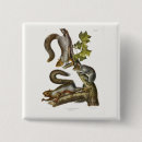 Search for gray squirrel badges Eastern grey squirrel