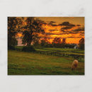 Search for horse sunset postcards Landscape