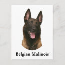 Search for belgian malinois dog postcards Pet
