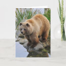 Search for grizzly bear cards Animals