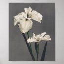 Search for white iris posters Photography