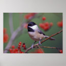 Search for chickadee posters Perched