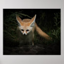 Search for fennec fox posters Nature