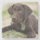 Search for labrador barware Outdoors