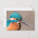 Search for kingfisher cards Alcedo atthis