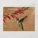 Search for garden birds postcards Wildlife