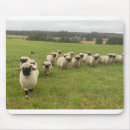 Search for black sheep electronics Lamb