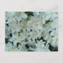 Search for flower bulbs postcards Floral