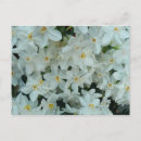 Search for flower bulbs postcards Narcissus