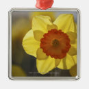 Search for daffodil christmas tree decorations Plant