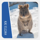 Search for quokka stickers Cute