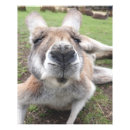 Search for funny wildlife posters Cute animal