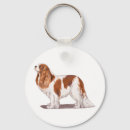 Search for spanials Cavalier