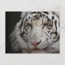 Search for white tiger invitations Animal