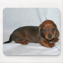 Search for weenie electronics Pets
