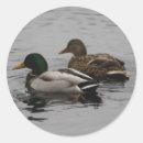 Search for drakes stickers Duck
