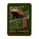 Search for panda magnets Wildlife