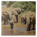 Search for african elephant tiles Loxodonta africana