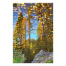 Search for cedar posters Yellow