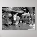 Search for longhorns posters Cattle