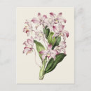 Search for dendrobium postcards Floral
