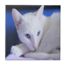 Search for eyes tiles Kitten