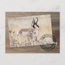 Search for antelope Hunting