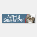 Search for tabby bumper stickers Shelter