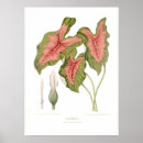 Search for bicolor posters Flower
