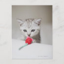 Search for smells photography Cat