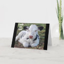 Search for cow cards Co worker